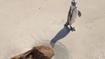 Penguin-and-Toddler-Play-Hide-and-Seek-Adorable.jpg