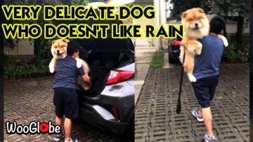 Rainy-Day-Cuteness-Delicate-Doggos-Adorable-Dislike-for-Wandering.jpg