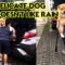 Rainy Day Cuteness: Delicate Doggo’s Adorable Dislike for Wandering | Super Cute