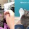 Rescued Kitten Gets Tender Care | Adorable