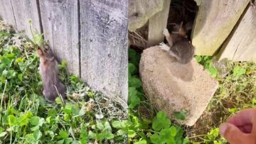 Rescuing-Baby-Rabbit-from-Hungry-Dogs-Heartwarming-Rescue-Mission.jpg