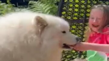 Samoyed-cant-resist-sisters-ice-cream-cone-Adorable.jpg