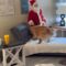 Santa Claus steals dog’s heart as favorite Christmas decoration | Adorable