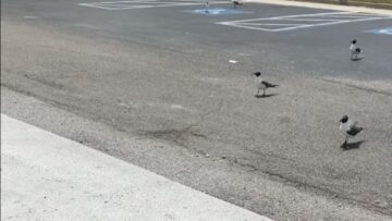 Seagulls-Steal-the-Show-Boys-Hilarious-Encounter-at-Steak-n.jpg