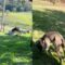 Sheep and Dogs Forge Unlikely Friendship in Adorable Playtime Moments | Heartwarming