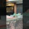 Squirrel caught enjoying avocado snack | Adorable
