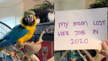 Strangers-Shower-Love-on-Jobless-Macaw-with-Gifts-That-Brighten.jpg