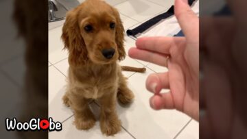 Super-Cute-Dog-Trick-Play-Dead-Adorable.jpg