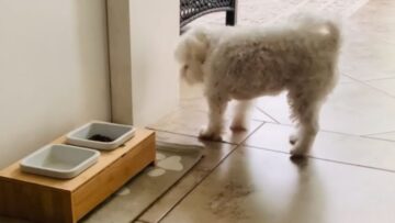 Super-Cute-puppy-follows-owners-commands-for-treats-Adorable.jpg