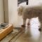 Super Cute puppy follows owner’s commands for treats | Adorable