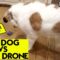 Terrified Dog vs. Tiny Drone | Adorable
