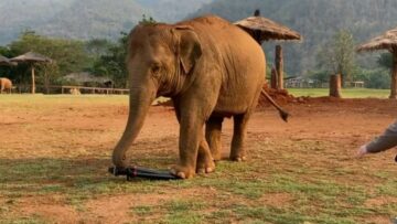 Thailands-Baby-Elephant-Obsessed-with-Tripods-Super-Cute.jpg
