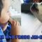 Toddler and Dog Dancing to Harmonica Melody! Adorable |  #cute
