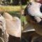 Tortoise Finds Joy in Cozy Cuddles – A Heartwarming Bond That Melts Your Heart | Heartsome