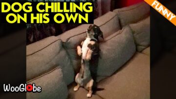 Ultimate-Relaxation-Adorable-Dog-Chilling-on-Couch-Super-Cute.jpg