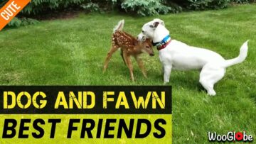 Unlikely-Bonds-The-Touching-Friendship-between-a-Dog-and-a.jpg
