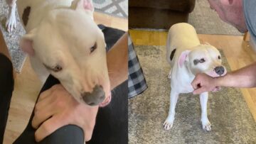 Watch-This-Loyal-Dog-in-Heartfelt-Defense-of-His-Owner.jpg