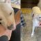 Watch This Loyal Dog in Heartfelt Defense of His Owner! | Heartsome