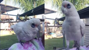 White-Cockatoos-Adorable-Dance-Moves-Cant-Stop-Grooving.jpg