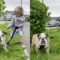 Adorable Bulldog Refuses to Budge! | Super Cute