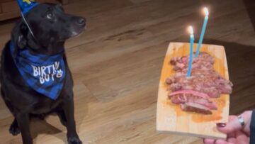Adorable-Dog-Turns-10-Celebrates-with-a-Steak-Cake.jpg