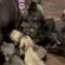 Adorable Frenchie Puppies Bring Joy and Chaos to Mom’s Day! | Heartwarming