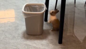 Adorable-pet-rabbit-surprises-owner-by-leaping-into-trash-can.jpg