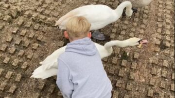 Boys-Terrifying-Encounter-with-Aggressive-Swan-Adorable.jpg