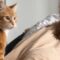 Breakfast Battle: Cute Cat & Dog Fight for Owner’s Food | Super Cute