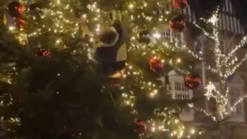 Christmas-Fail-Hilarious-Tree-Climbing-Attempt-Goes-Wrong-WooGlobe.jpg