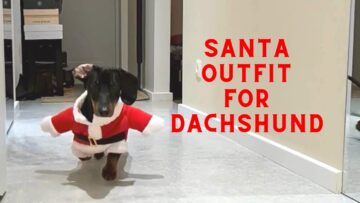Dachshund-in-Dog-Christmas-Costume-Adorable-Holiday-Pup-Super.jpg