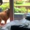 Dog Slams Into Glass Door | Hilarious Fail | Super Cute