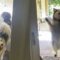 Dog desperate to come inside | Adorable jumping on glass door | Super Cute