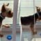 Dog’s Hilarious Attempt to Catch Fly | Adorable