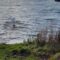 Dog’s Hilarious Chase After Swan Ends in Epic Fail—You Won’t Believe What Happens Next! | Try Not to Laugh