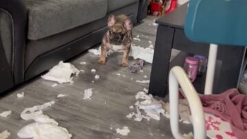 French-Bulldogs-Cause-Chaos-in-Minutes-Super-Cute.jpg