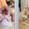 Funny Cat’s Hilarious Antics | Adorable