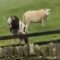 “Goat’s Great Escape: Fencing Follies Meet Perfect Jump! | Try Not to Laugh!”