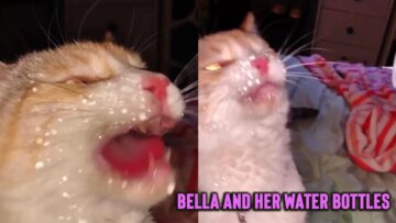 Hilarious-Cat-Drinks-Water-from-Bottle-Super-Cute.jpg