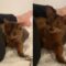 Hilarious Cat’s Reaction to Stinky Smell! | Adorable