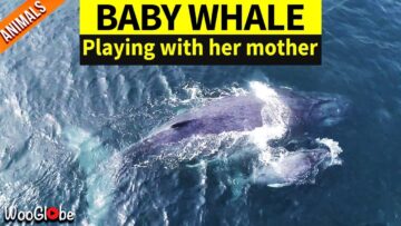 Humpback-Whale-Calf-Frolicking-with-Mom-Super-Cute.jpg