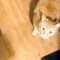 Hungry Kitty Obeys Owner’s Command for Food | Super Cute