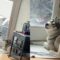 Husky’s Heartwarming Howls Demand Outdoor Adventure! | Adorable