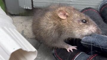 Incredible-Rescue-Saving-a-Trapped-Rats-Life-in-a-Heartwarming.jpg