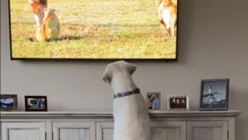 Labrador-goes-wild-jumping-at-lion-on-TV-Adorable.jpg