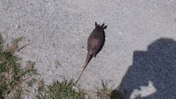 Mans-Unlikely-Bond-Baby-Armadillos-Follow-Him-Everywhere-Heartwarming.jpg