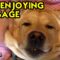 Pampered Pup: Adorable Dog Getting Relaxing Massage | Super Cute