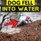 Puppy Falls Into Lake | Adorable