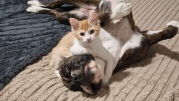 Rescued-Cats-Sweet-Nightly-Kisses-to-Adorable-Dog-A.jpg