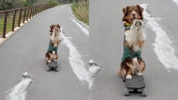 Skateboarding-Dog-Defies-Gravity-on-2-Paws-Adorable.jpg